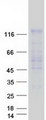 USP20 / VDU2 Protein - Purified recombinant protein USP20 was analyzed by SDS-PAGE gel and Coomassie Blue Staining
