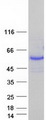 USP27X Protein - Purified recombinant protein USP27X was analyzed by SDS-PAGE gel and Coomassie Blue Staining