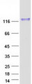 USP28 Protein - Purified recombinant protein USP28 was analyzed by SDS-PAGE gel and Coomassie Blue Staining