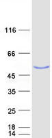 USP3 / UBP Protein - Purified recombinant protein USP3 was analyzed by SDS-PAGE gel and Coomassie Blue Staining