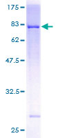 USP30 Protein - 12.5% SDS-PAGE of human USP30 stained with Coomassie Blue