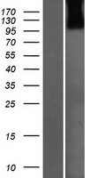 USP33 / VDU1 Protein - Western validation with an anti-DDK antibody * L: Control HEK293 lysate R: Over-expression lysate