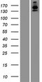 USP40 Protein - Western validation with an anti-DDK antibody * L: Control HEK293 lysate R: Over-expression lysate