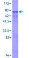 USP46 Protein - 12.5% SDS-PAGE of human USP46 stained with Coomassie Blue