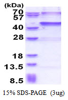 USP46 Protein