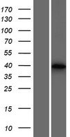 USP50 Protein - Western validation with an anti-DDK antibody * L: Control HEK293 lysate R: Over-expression lysate