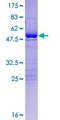 USP53 Protein - 12.5% SDS-PAGE of human USP53 stained with Coomassie Blue