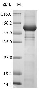 USP7 / HAUSP Protein - (Tris-Glycine gel) Discontinuous SDS-PAGE (reduced) with 5% enrichment gel and 15% separation gel.