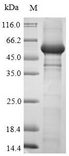 USP7 / HAUSP Protein - (Tris-Glycine gel) Discontinuous SDS-PAGE (reduced) with 5% enrichment gel and 15% separation gel.