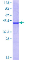 USP7 / HAUSP Protein - 12.5% SDS-PAGE Stained with Coomassie Blue.