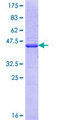 USP7 / HAUSP Protein - 12.5% SDS-PAGE Stained with Coomassie Blue.