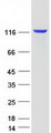 USP7 / HAUSP Protein - Purified recombinant protein USP7 was analyzed by SDS-PAGE gel and Coomassie Blue Staining