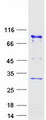 UTP3 / CRLZ1 Protein - Purified recombinant protein UTP3 was analyzed by SDS-PAGE gel and Coomassie Blue Staining