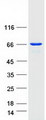 UTP6 Protein - Purified recombinant protein UTP6 was analyzed by SDS-PAGE gel and Coomassie Blue Staining