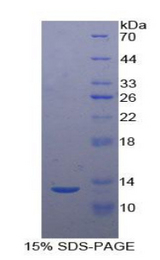 UTS2 / Urotensin II Protein - Recombinant Urotensin 2 By SDS-PAGE