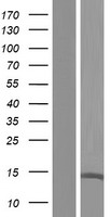 UTS2B / U2B Protein - Western validation with an anti-DDK antibody * L: Control HEK293 lysate R: Over-expression lysate