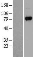 UVRAG Protein - Western validation with an anti-DDK antibody * L: Control HEK293 lysate R: Over-expression lysate
