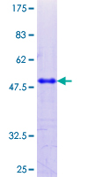 UVRAG Protein - 12.5% SDS-PAGE Stained with Coomassie Blue.