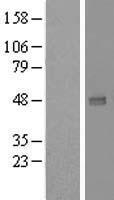 UXS1 Protein - Western validation with an anti-DDK antibody * L: Control HEK293 lysate R: Over-expression lysate