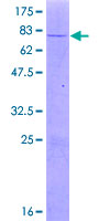 UXS1 Protein - 12.5% SDS-PAGE of human UXS1 stained with Coomassie Blue