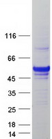 UXS1 Protein - Purified recombinant protein UXS1 was analyzed by SDS-PAGE gel and Coomassie Blue Staining