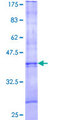 UXT Protein - 12.5% SDS-PAGE Stained with Coomassie Blue.