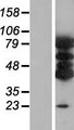 VAC14 / TRX Protein - Western validation with an anti-DDK antibody * L: Control HEK293 lysate R: Over-expression lysate