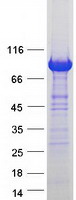 VAC14 / TRX Protein - Purified recombinant protein VAC14 was analyzed by SDS-PAGE gel and Coomassie Blue Staining
