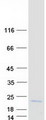 VAMP1 / VAMP-1 Protein - Purified recombinant protein VAMP1 was analyzed by SDS-PAGE gel and Coomassie Blue Staining