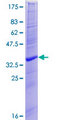 VAMP3 / VAMP-3 Protein - 12.5% SDS-PAGE of human VAMP3 stained with Coomassie Blue