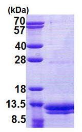 VAMP8 / VAMP-8 Protein