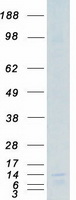 VAMP8 / VAMP-8 Protein - Purified recombinant protein VAMP8 was analyzed by SDS-PAGE gel and Coomassie Blue Staining