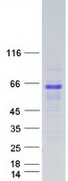 VANGL1 Protein - Purified recombinant protein VANGL1 was analyzed by SDS-PAGE gel and Coomassie Blue Staining