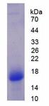 VAP33 / VAPA Protein - Recombinant Vesicle Associated Membrane Protein Associated Protein A By SDS-PAGE
