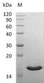 VAPB Protein - (Tris-Glycine gel) Discontinuous SDS-PAGE (reduced) with 5% enrichment gel and 15% separation gel.