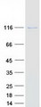 VARS2 / ValRS Protein - Purified recombinant protein VARS2 was analyzed by SDS-PAGE gel and Coomassie Blue Staining