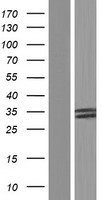 VASH2 Protein - Western validation with an anti-DDK antibody * L: Control HEK293 lysate R: Over-expression lysate