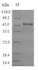 VASH2 Protein - (Tris-Glycine gel) Discontinuous SDS-PAGE (reduced) with 5% enrichment gel and 15% separation gel.