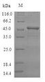 VASH2 Protein - (Tris-Glycine gel) Discontinuous SDS-PAGE (reduced) with 5% enrichment gel and 15% separation gel.