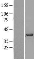 Vasohibin 1 / VASH1 Protein - Western validation with an anti-DDK antibody * L: Control HEK293 lysate R: Over-expression lysate