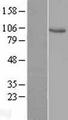 VAV1 / VAV Protein - Western validation with an anti-DDK antibody * L: Control HEK293 lysate R: Over-expression lysate