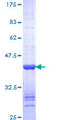 VAV1 / VAV Protein - 12.5% SDS-PAGE Stained with Coomassie Blue.
