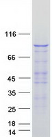VAV1 / VAV Protein - Purified recombinant protein VAV1 was analyzed by SDS-PAGE gel and Coomassie Blue Staining
