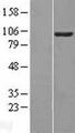 VAV2 Protein - Western validation with an anti-DDK antibody * L: Control HEK293 lysate R: Over-expression lysate