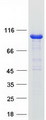 VAV2 Protein - Purified recombinant protein VAV2 was analyzed by SDS-PAGE gel and Coomassie Blue Staining