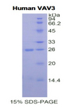 VAV3 Protein - Recombinant Vav 3 Oncogene By SDS-PAGE