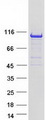 VAV3 Protein - Purified recombinant protein VAV3 was analyzed by SDS-PAGE gel and Coomassie Blue Staining