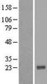 VAX1 Protein - Western validation with an anti-DDK antibody * L: Control HEK293 lysate R: Over-expression lysate