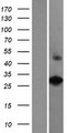 VAX2 Protein - Western validation with an anti-DDK antibody * L: Control HEK293 lysate R: Over-expression lysate
