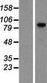 VCAM1 / CD106 Protein - Western validation with an anti-DDK antibody * L: Control HEK293 lysate R: Over-expression lysate